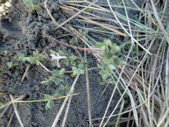 Pimelea villosa