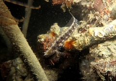 Parablennius tentacularis