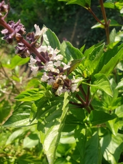 Apis mellifera