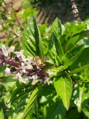 Apis mellifera