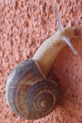 Helix buchii