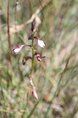 Eulophia hians hians