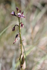 Eulophia hians hians