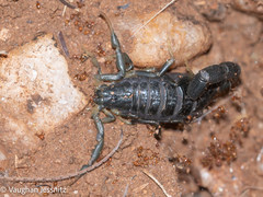 Uroplectes olivaceus