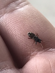 Scolopostethus diffidens