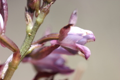 Eulophia hians hians