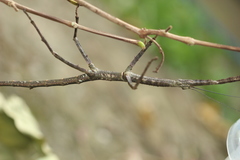 Cladomorphus phyllinus