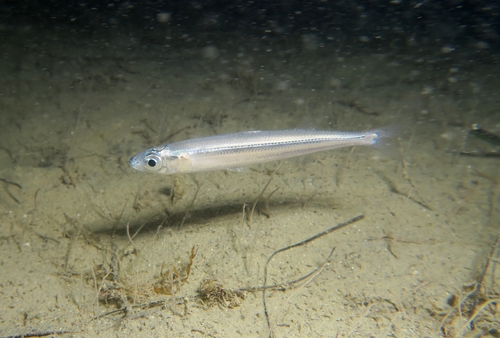 Representative image of Atherina hepsetus