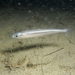Southern Sand Smelt - Photo (c) Xavier Rufray, some rights reserved (CC BY-NC), uploaded by Xavier Rufray