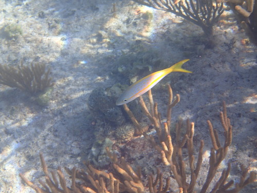 Ocyurus chrysurus