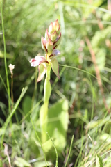 Satyrium sphaerocarpum