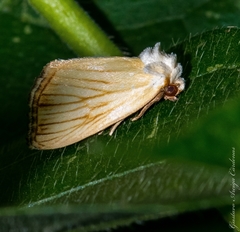 Eulithosia hoffmanni