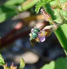 Augochlora aurifera
