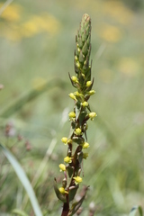 Satyrium parviflorum