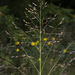Switchgrass - Photo (c) aarongunnar, some rights reserved (CC BY), uploaded by aarongunnar