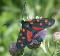 Zygaena dorycnii