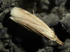 Ematheudes punctella
