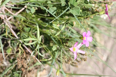 Oxalis smithiana