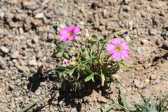 Oxalis smithiana
