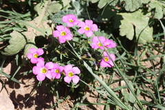 Oxalis smithiana