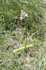 Albuca virens