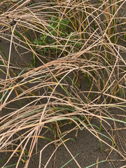 Juncus breweri