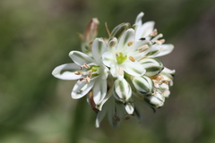 Albuca virens