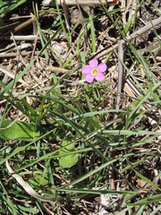 Oxalis smithiana