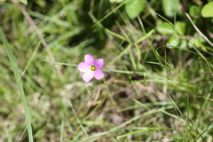 Oxalis smithiana