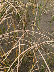 Juncus breweri