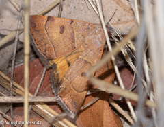 Plecopterodes moderata