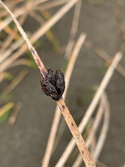 Juncus breweri
