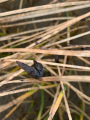 Juncus breweri