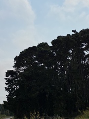 Pinus contorta contorta