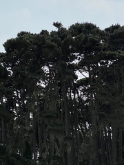 Pinus contorta contorta