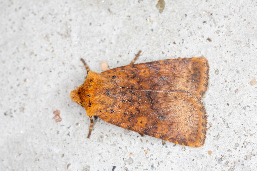 Dotted Chestnut