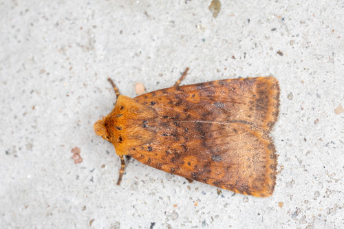 Dotted Chestnut