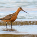 Bar-tailed Godwit - Photo (c) Анна Голубева, some rights reserved (CC BY-NC-ND), uploaded by Анна Голубева