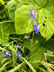 Delphinium sutherlandii