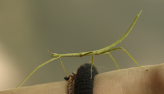 Cladoxerus cryphaleus