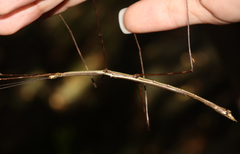 Cladoxerus cryphaleus