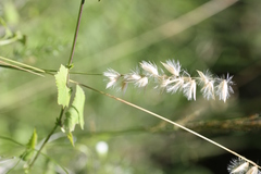 Melica racemosa