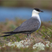 Long-tailed Jaeger - Photo (c) Анна Голубева, some rights reserved (CC BY-NC-ND), uploaded by Анна Голубева