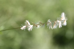 Melica racemosa