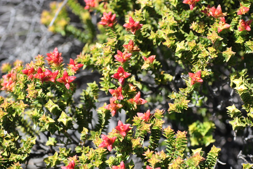 Brickleaves