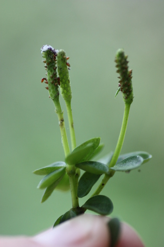 Peperomia tetraphylla