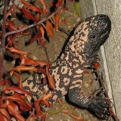Heloderma suspectum suspectum