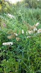 Spiraea alba latifolia