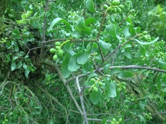 Loranthus europaeus