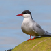 Arctic Tern - Photo (c) Анна Голубева, some rights reserved (CC BY-NC-ND)
